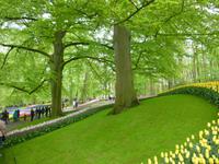 Keukenhof