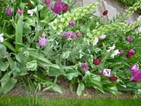 Keukenhof