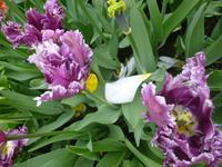 Keukenhof