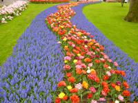 Keukenhof