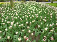 Keukenhof