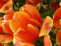 Keukenhof