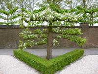 Keukenhof