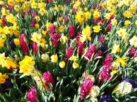 Keukenhof
