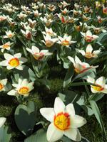 Keukenhof