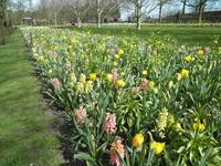 Keukenhof