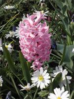 Keukenhof