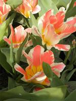 Keukenhof