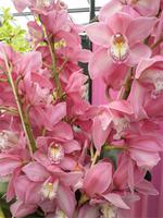 Keukenhof