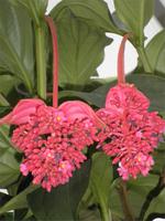 Keukenhof