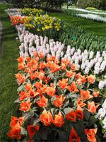 Keukenhof