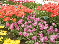 Keukenhof