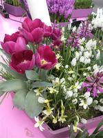Keukenhof