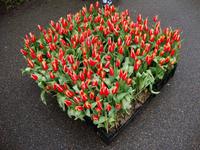 Keukenhof