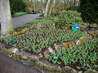Keukenhof