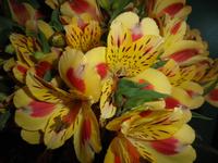 Keukenhof