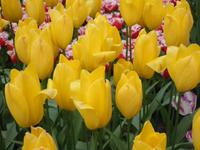 Keukenhof