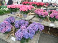 Keukenhof