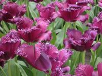 Keukenhof