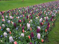 Keukenhof
