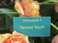 Keukenhof