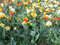 Keukenhof