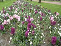 Keukenhof