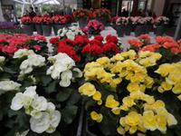 Keukenhof