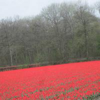 Keukenhof