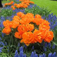 Keukenhof