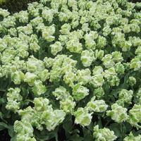 Keukenhof