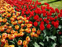 Keukenhof