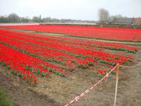 Keukenhof
