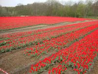 Keukenhof