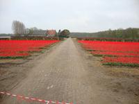 Keukenhof
