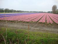 Keukenhof