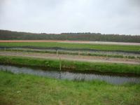 Keukenhof