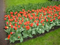 Keukenhof