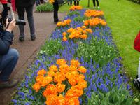 Keukenhof