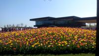 Lisse, Keukenhof  bei Sonne