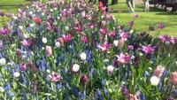 Lisse, Keukenhof  bei Sonne