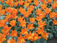 Lisse, Keukenhof 