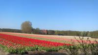 Lisse, Keukenhof