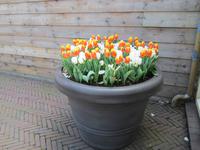 Lisse-Keuckenhof
