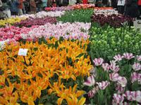 Lisse-Keuckenhof