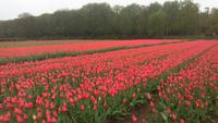 Lissse, Keukenhof