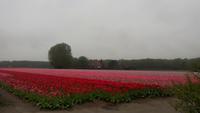Lissse, Keukenhof