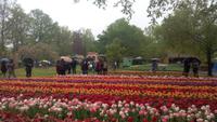 Lissse, Keukenhof