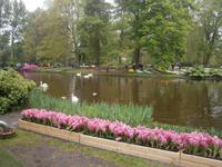 Schwäne im Park