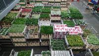 Tagtägliche Blumenmassen warten auf die Versteigerung